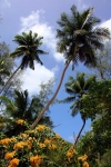 Palms and flowers.jpg